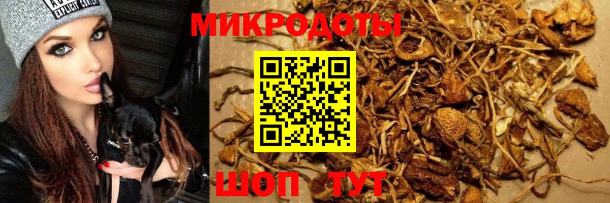 Курск  Псилоцибиновые грибы Psilocybine cubensis  Вход с VPN 